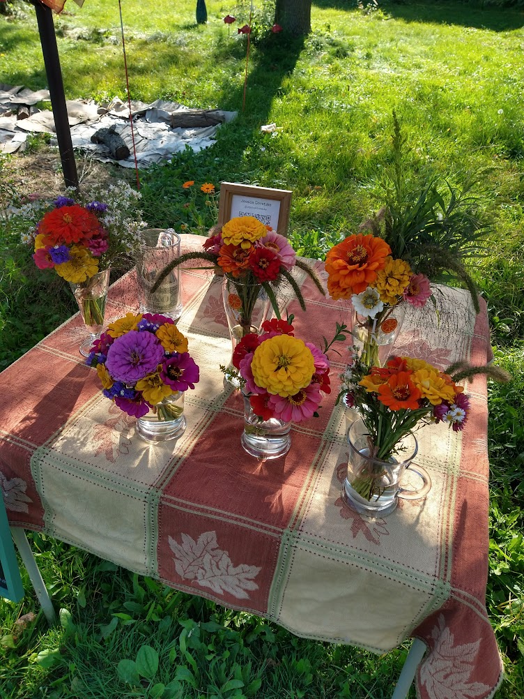Six small zinnia bouquets atop a table in the grass
