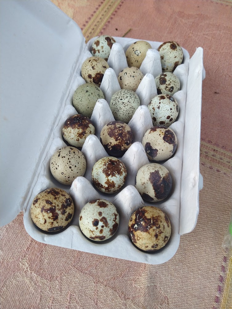 eighteen brown speckled quail eggs in a carton