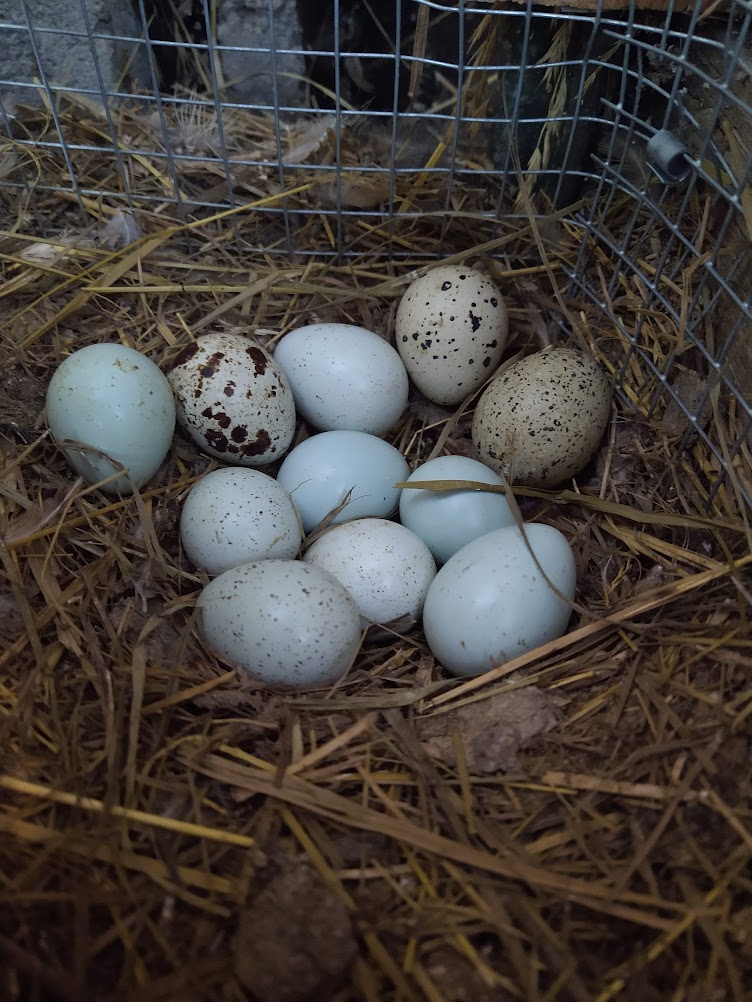 eleven blue and brown speckled quail eggs in a bed of hay