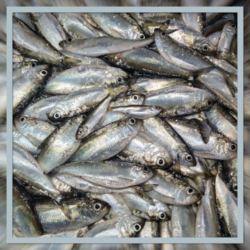 a pile of silver fish across a flat surface